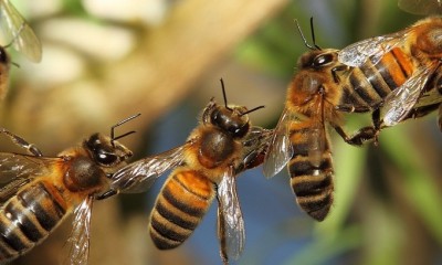 Cadena de abejas